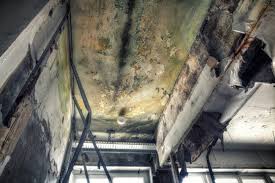 Professional Mold Prevention & Removal  in Prosperity, SC